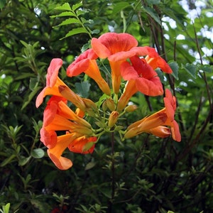 Orange Trumpet Vine Starter Plant ALL Starter Plants REQUIRE You to  Purchase 2 Plants - Etsy