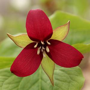 Longfield Gardens 2-Count 'Red' Trillium - 32200416 | Blain's Farm & Fleet