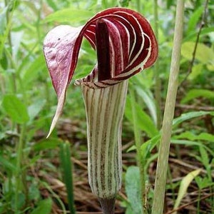 5 Jack in the Pulpit Plants Bare Roots Organic Arisaema Triphyllum Indian  Turnip Planting Stock - Etsy