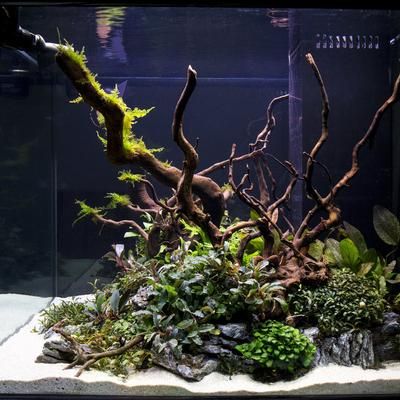 Spiderwood | Fish tank terrarium, Aquarium fish tank, Fresh water fish tank
