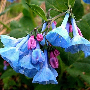 Virginia Bluebells, 10 Seeds, Mertensia Virginica, Woodsy Wildflower, Moist  Shade, Hardy Perennial, Cold Hardy to Zone 3, Amazing Blooms - Etsy