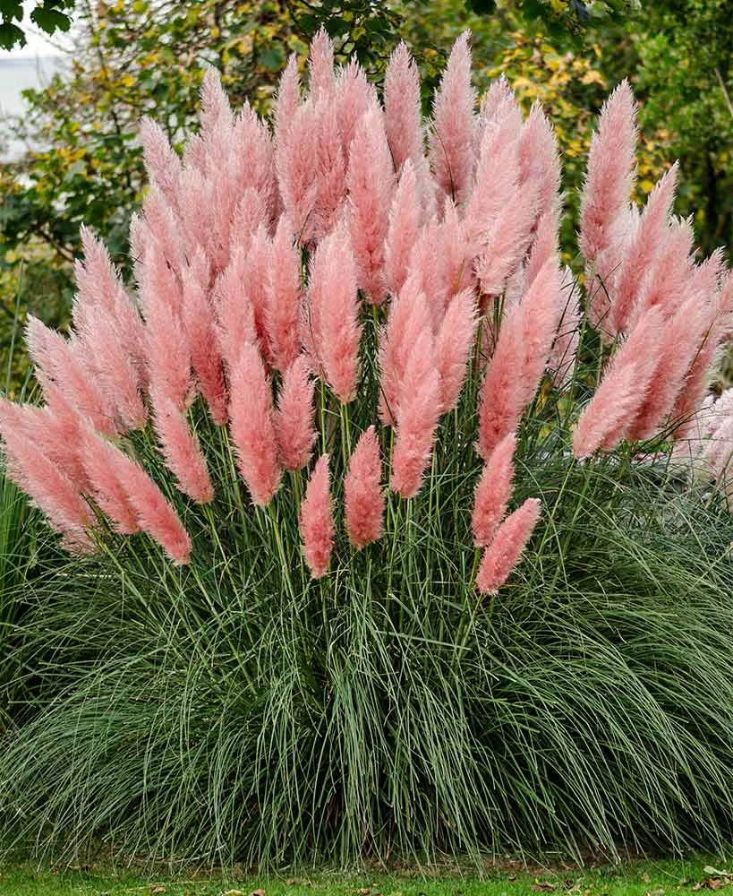 White pampas Grass 10 Plugs hotsell