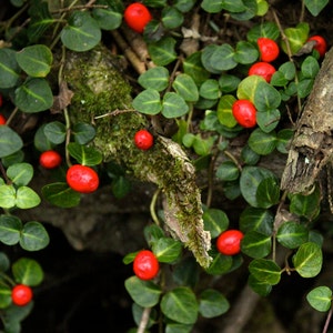 Partridge Berry Plants. 5 15 Partridgeberry Vines, 412. for Terrarium,  Ground Cover, Shade Garden, Moss Garden. Perennial. BARE ROOT - Etsy