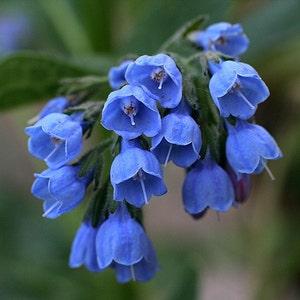 2 Virginia Bluebellsshade Loving Perennialwoodland Gardenswinter  Hardyground Coverlive Bare Root Plant - Etsy