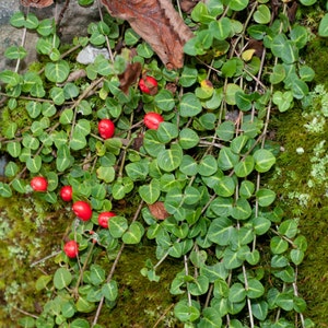 Live Wintergreen Teaberry Plant Partridge Berry Vine Combo for Garden,  Terrarium, Fairy Garden - Etsy