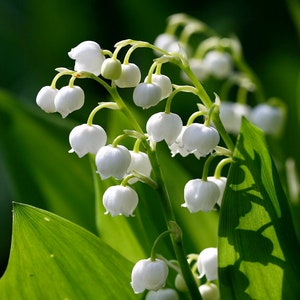 Convallaria Majalis 'lily of the Valley' Bulbsyou Choose Amount - Etsy