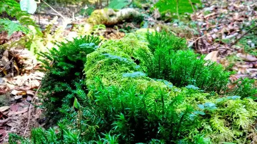 Vibrant green moss, non-vascular plant, blankets lush forest floor.