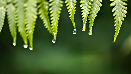 Fresh native fern fronds with water droplets for wildlife gardens