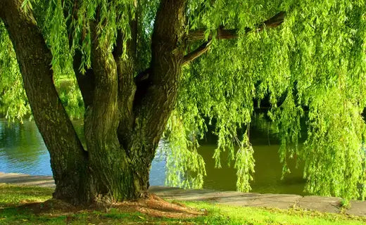 Lush green weeping willow tree with cascading branches by calm water