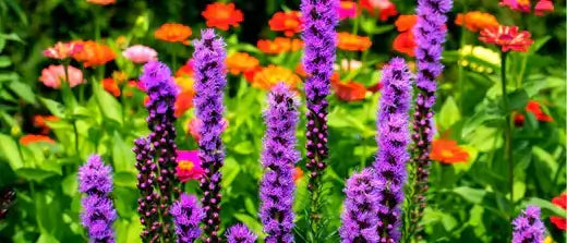 Purple spiky native flower stalks amid orange pink garden blossoms
