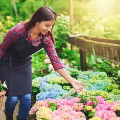 Woman in plaid shirt and apron tending TN Nurseries hydrangeas
