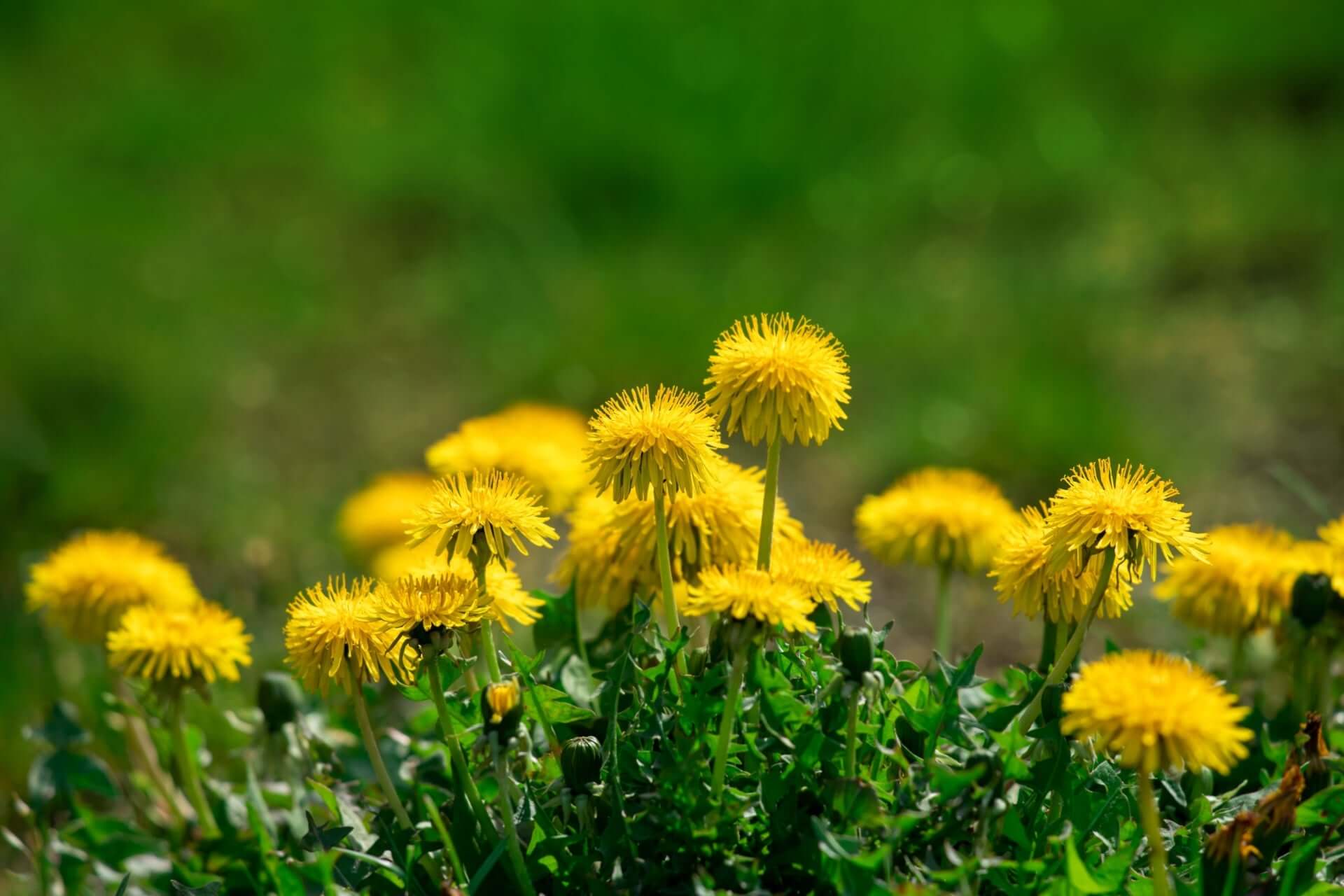 Cluster of bright yellow dandelion flowers with fluffy sunlit heads in Dandelions: Beyond Weeds