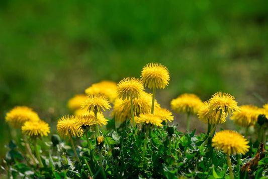 Cluster of bright yellow dandelion flowers with fluffy sunlit heads in Dandelions: Beyond Weeds