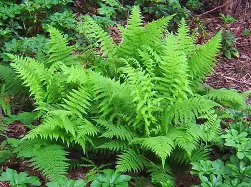 Lush green native fern fronds in woodland setting