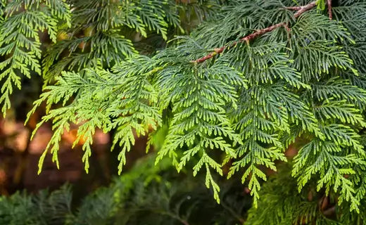 Vibrant green cedar branch with feathery foliage in enchanting evergreens