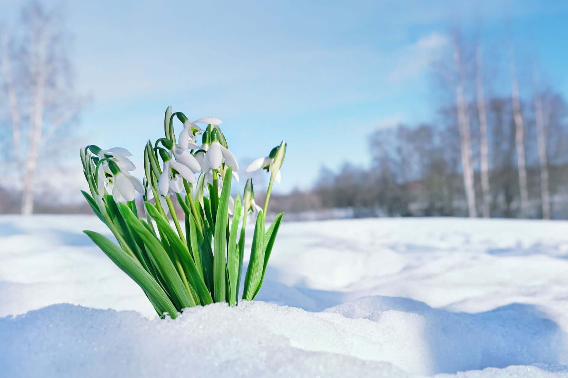 Delicate white snowdrop flowers brighten late-winter snow under blue sky