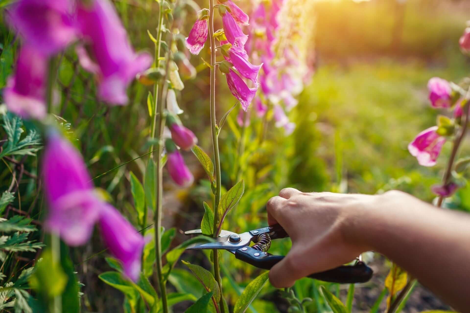 Hand trimming pink foxglove stalk with black-handled pruning shears in garden