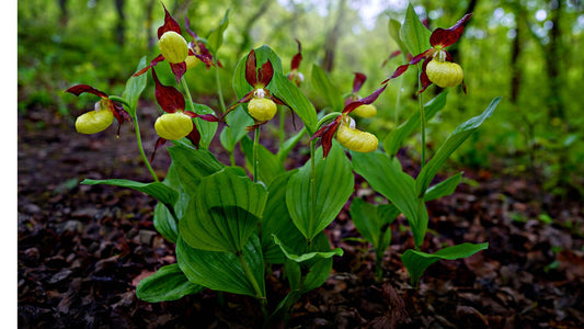 Yellow and maroon Pink Lady’s Slipper orchids with green leaves in forest