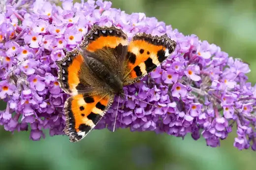 Vibrant orange black butterfly on purple perennial flowers