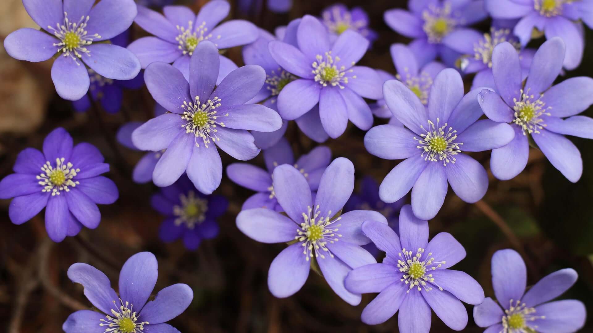 Hepatica cluster of delicate purple five-petal flowers with yellow centers