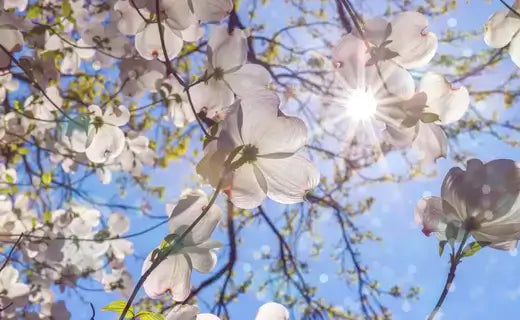 White dogwood blossoms in spring against blue sky