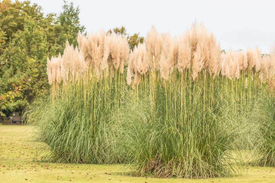 Silver feather grass: dense cluster of tall pampas with beige plumes