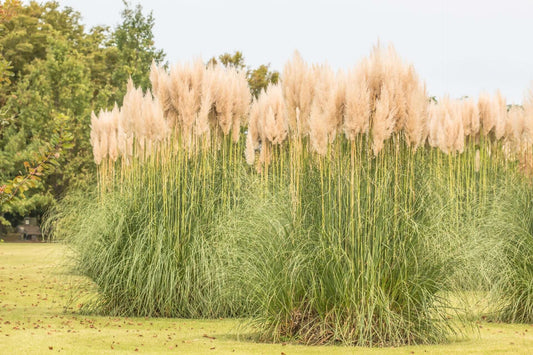 Silver feather grass: dense cluster of tall pampas with beige plumes