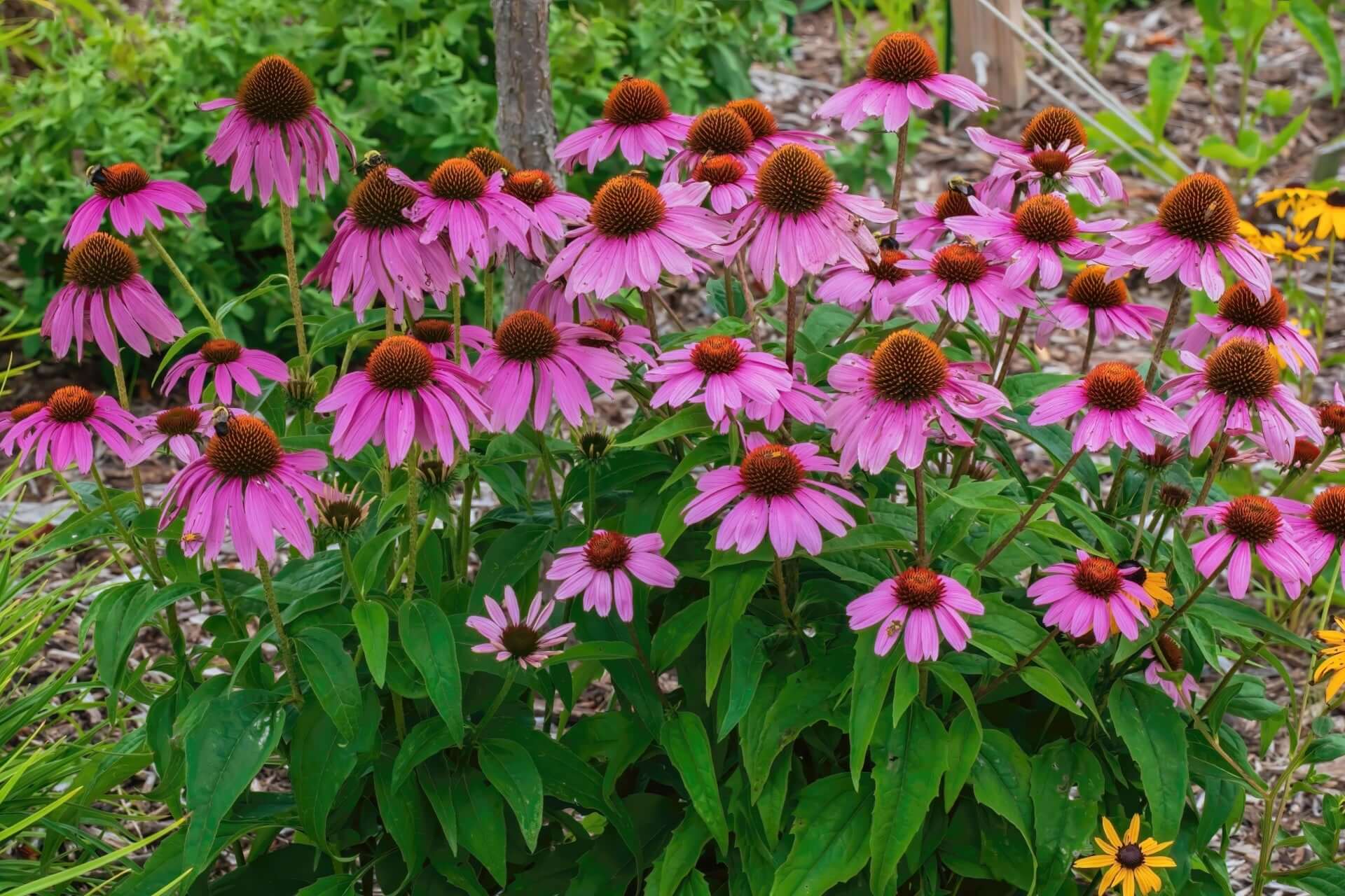 Vibrant pink coneflowers with spiky brown centers in lush green foliage