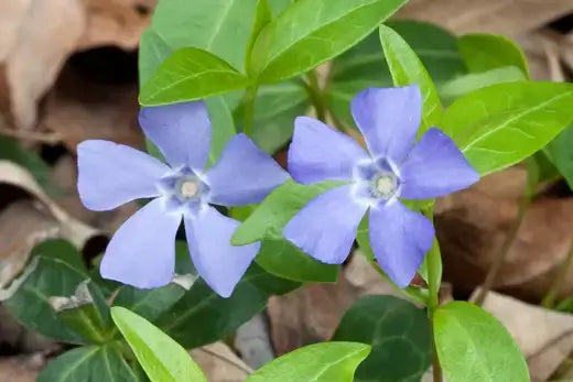 Delicate light purple flowers among green leaves, ground cover vine