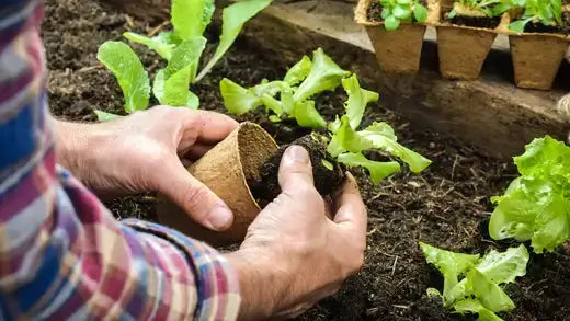 Beginner gardener holding brown biodegradable pot of young green lettuce plants