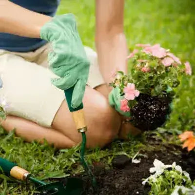 Green textured gardening gloves worn planting easy-to-grow flowers
