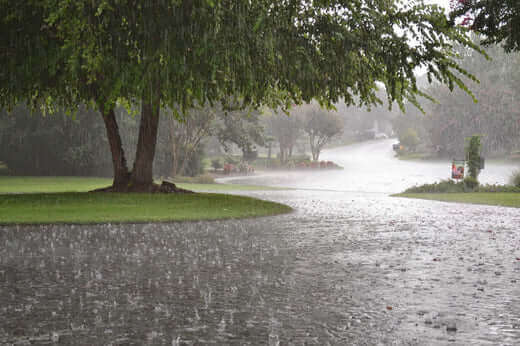 Large leafy green tree with thick trunk in rain, vital for plants
