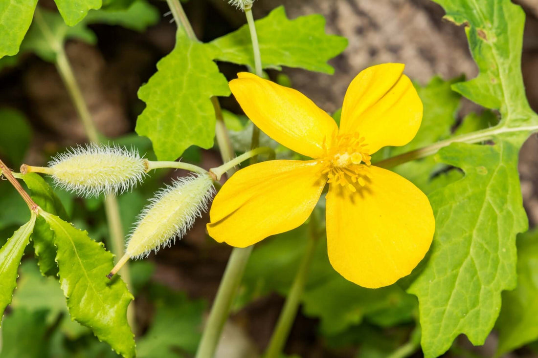 Bright yellow wood poppy flower with fuzzy green seed pod