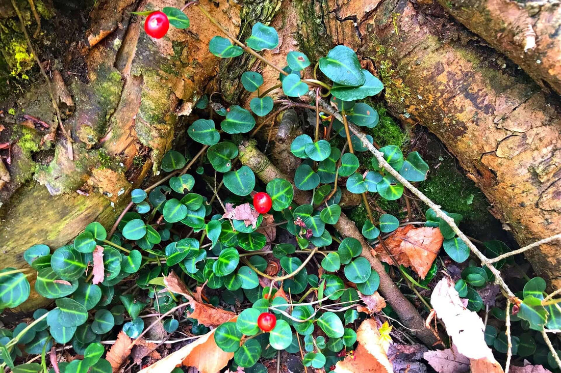 Vibrant partridge berries on glossy heart-shaped leaves at mossy tree base