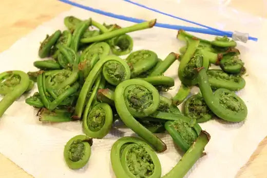 Fresh green fiddlehead ferns with tightly coiled fronds unfurling.