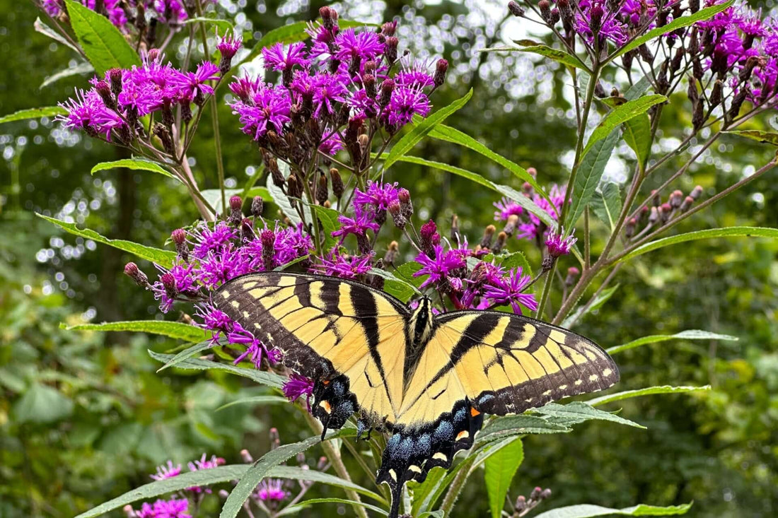 Vibrant yellow black swallowtail butterfly on iron-tough ironweed flowers