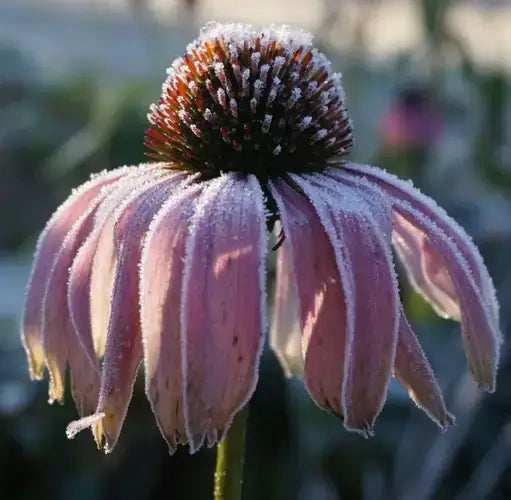 Frost-dusted pink coneflower in Frost-Proof Perennials article