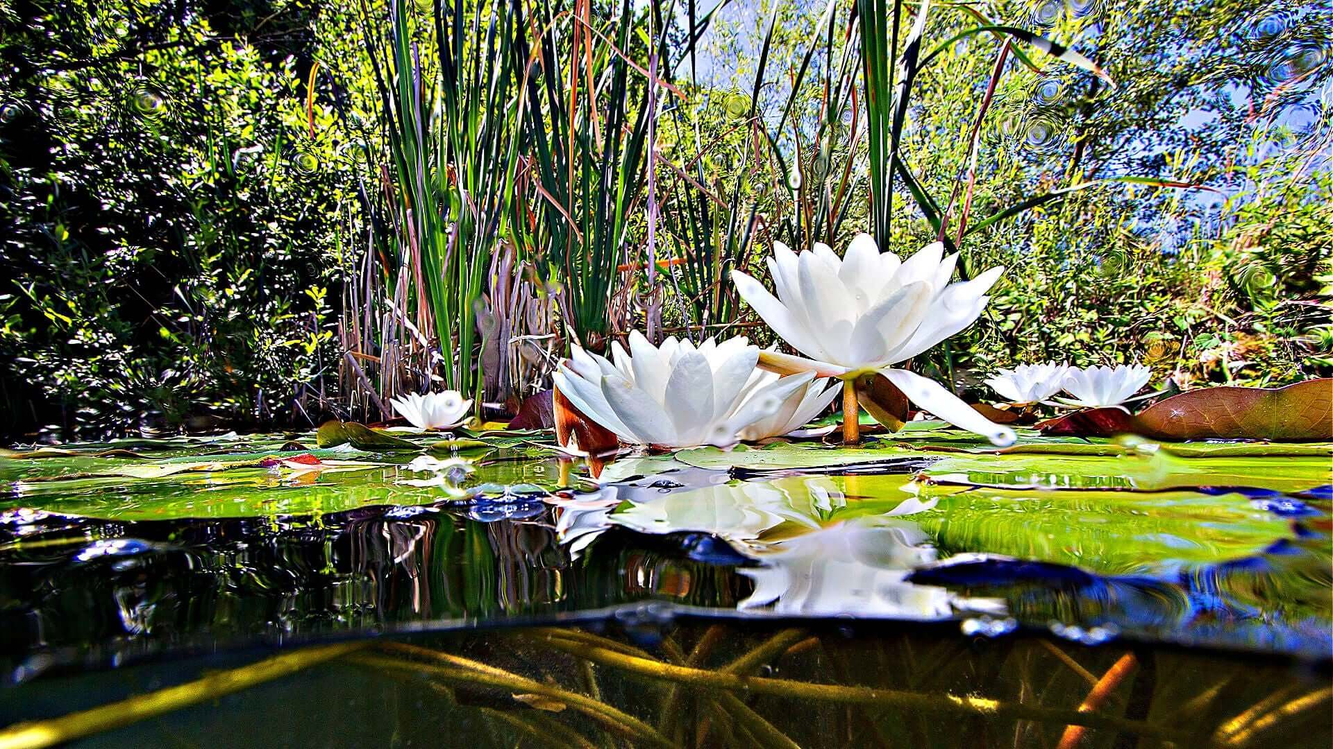 White water lilies, native plants, float on calm pond in landscaping.