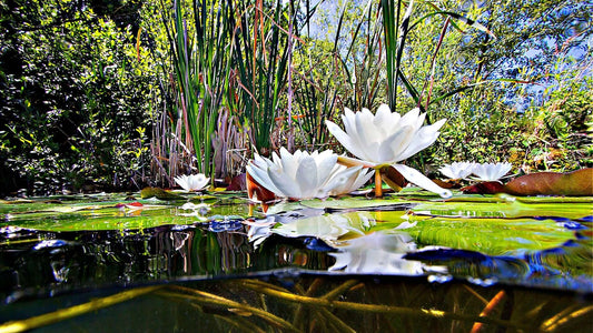 White water lilies, native plants, float on calm pond in landscaping.