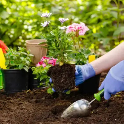 Hand in blue gloves holds potted pink white flower plant from Tennessee Wholesale Nursery