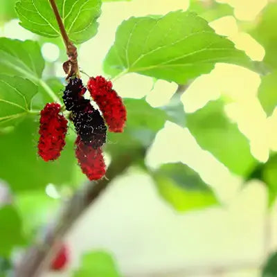 Cluster of ripe deep red and dark purple-black mulberries on branch with green leaves