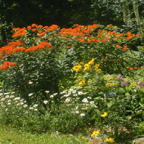 Vibrant perennial garden bed with orange, yellow, white flowers and green foliage