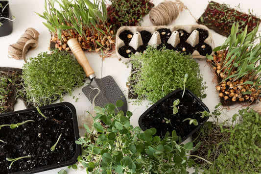 Small black plastic seedling tray with soil and green sprouts for terrarium kits