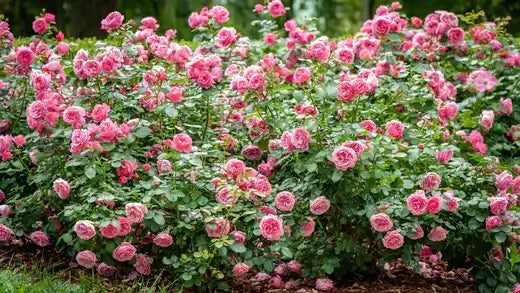 Lush pink roses with delicate petals and green foliage for healthy growth