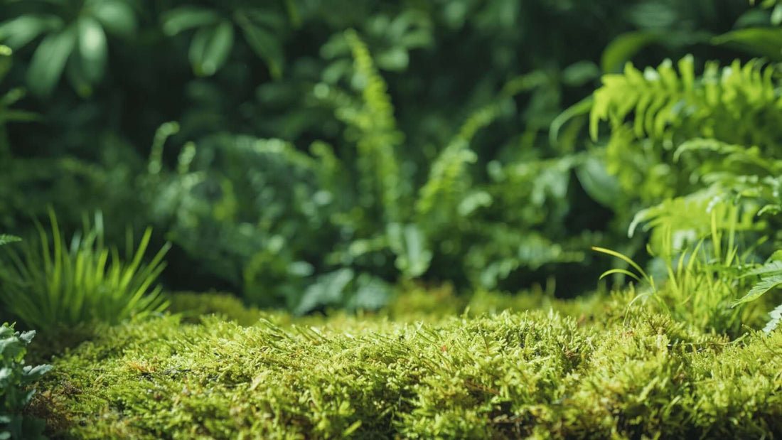 Lush fern moss blankets forest floor in vibrant green carpet