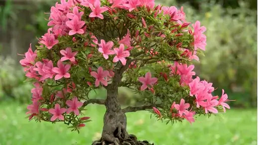 Miniature bonsai tree with pink blossoms, green foliage in soil additives article