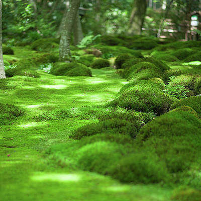 Lush green moss mounds carpet forest floor, environmental benefits.