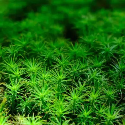 Vibrant green moss with spiky tufts forming dense garden carpet