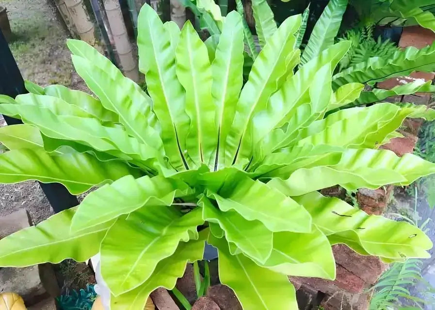 Vibrant green wavy-edged leaves of walking fern radiate from central stem