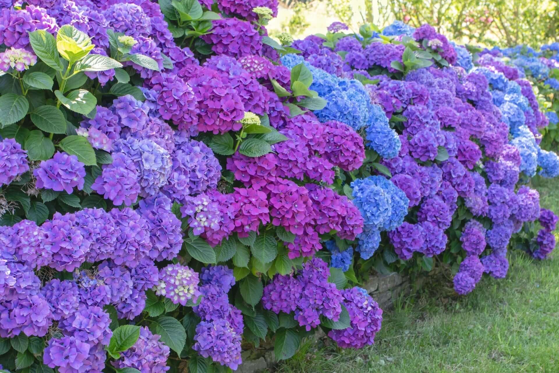 Vibrant hydrangea bush with deep purple and blue flower clusters